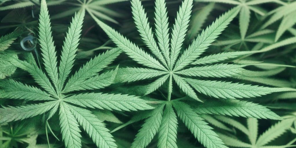 Good News Cannabis: More than just a Brand