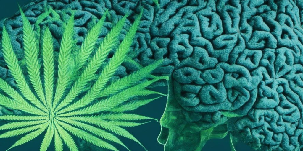 Does Marijuana Make You Dumber? Exploring FAQs About Weed's Impact on Your Brain Cells and Intelligence