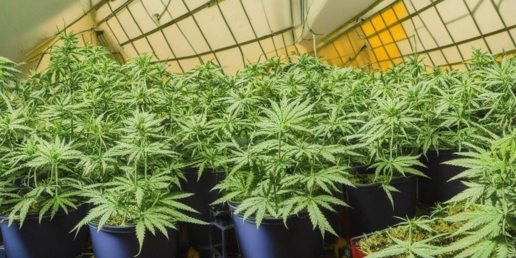 How to Spot a Cannabis Farm: What to Do If You Suspect a Grow House