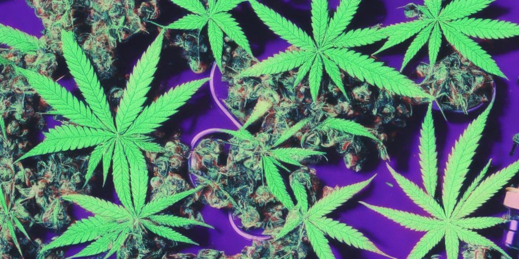Rediscover the 90s: Popular Weed Strains from the Decade