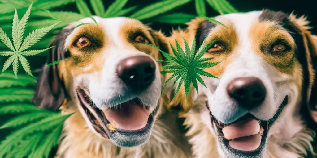 Learn about the risks and considerations associated with giving your dog CBD, THC, or marijuana. Ensure your furry friend's safety and well-being.
