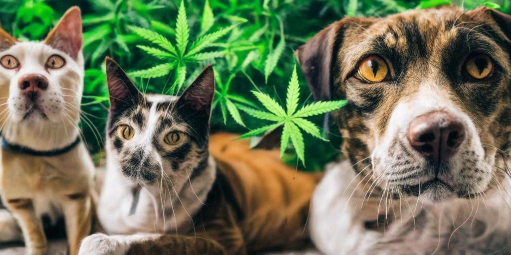 Intoxication in Cats and Dogs: What Pet Owners Need to Know about Marijuana Poisoning