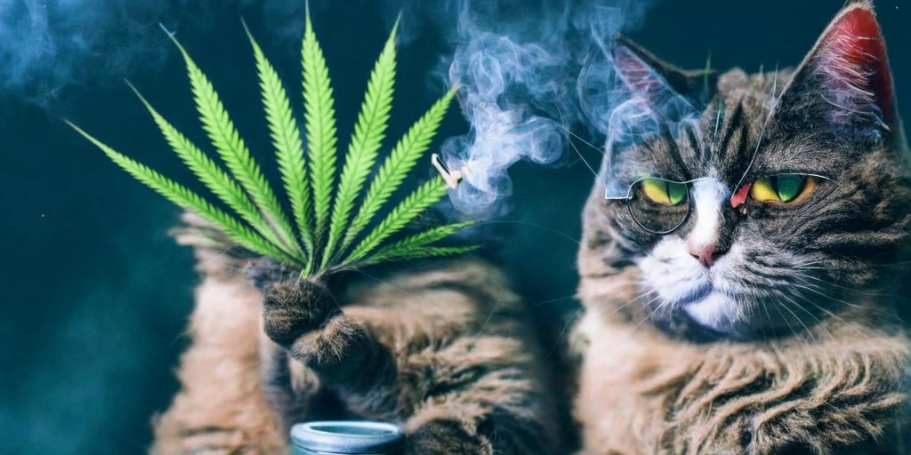 100+ Unique Stoner Cat Names Inspired by 420 Culture