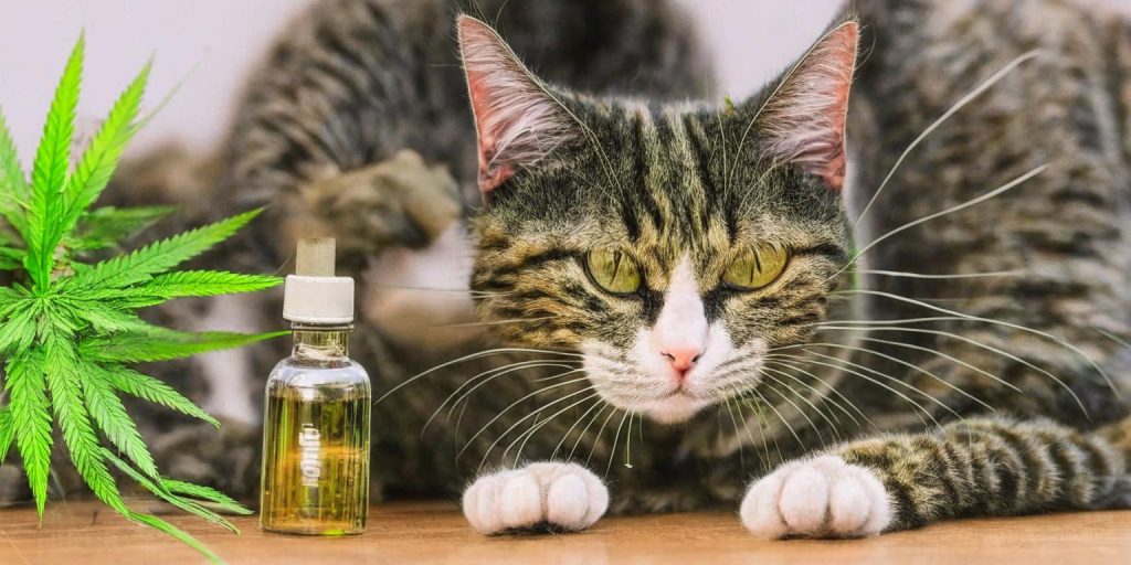 Can cats use CBD oil? 