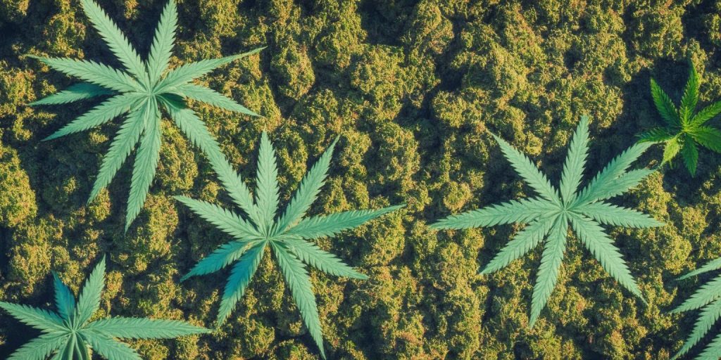 Understanding California's Laws on Marijuana Cultivation